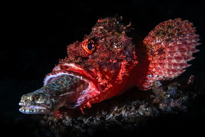 Wildlife Photographer Of The Year, Finalist - Andrea Michelutti