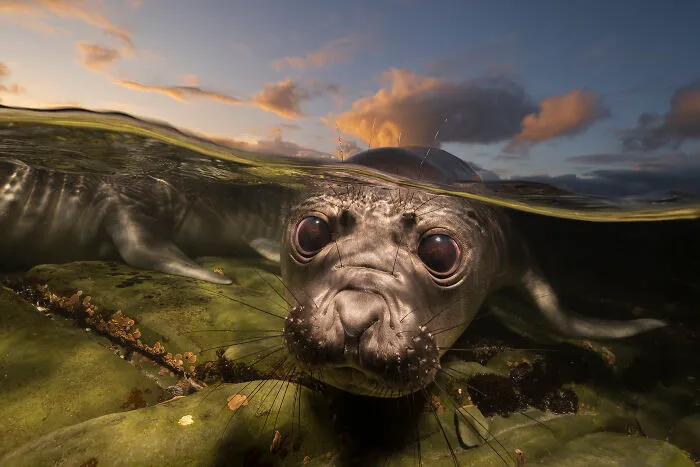 Wildlife Photographer Of The Year, Finalist - Matty Smith