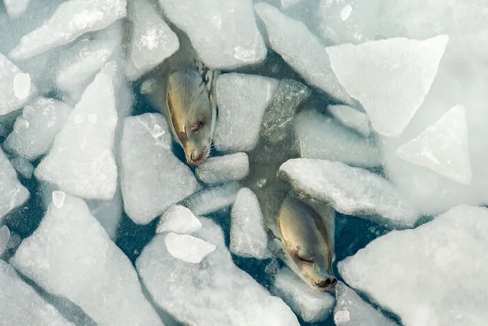 Wildlife Photographer Of The Year, Finalist - Tamara Stubbs