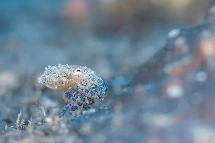 The Ocean Unseen: Hidden Worlds Award, Finalist - Bing Lin