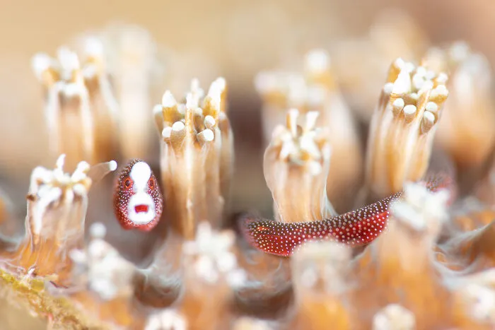 The Ocean Unseen: Hidden Worlds Award, Finalist - Luis Arpa Toribio