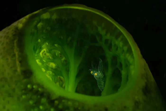 The Ocean Unseen: Hidden Worlds Award, Finalist - Maryline Renualt