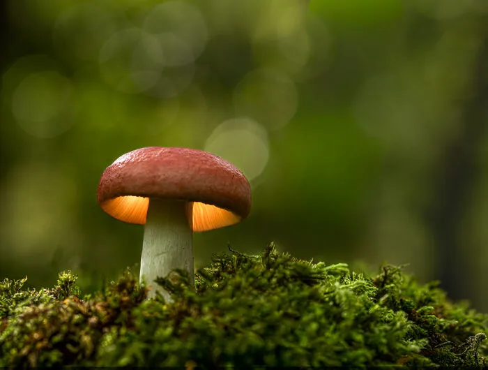 “Forest Lantern” By Peter Baird