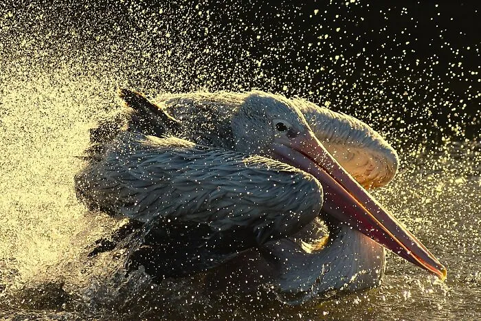 “Sunset Bath” By Peter Bonser-Blak