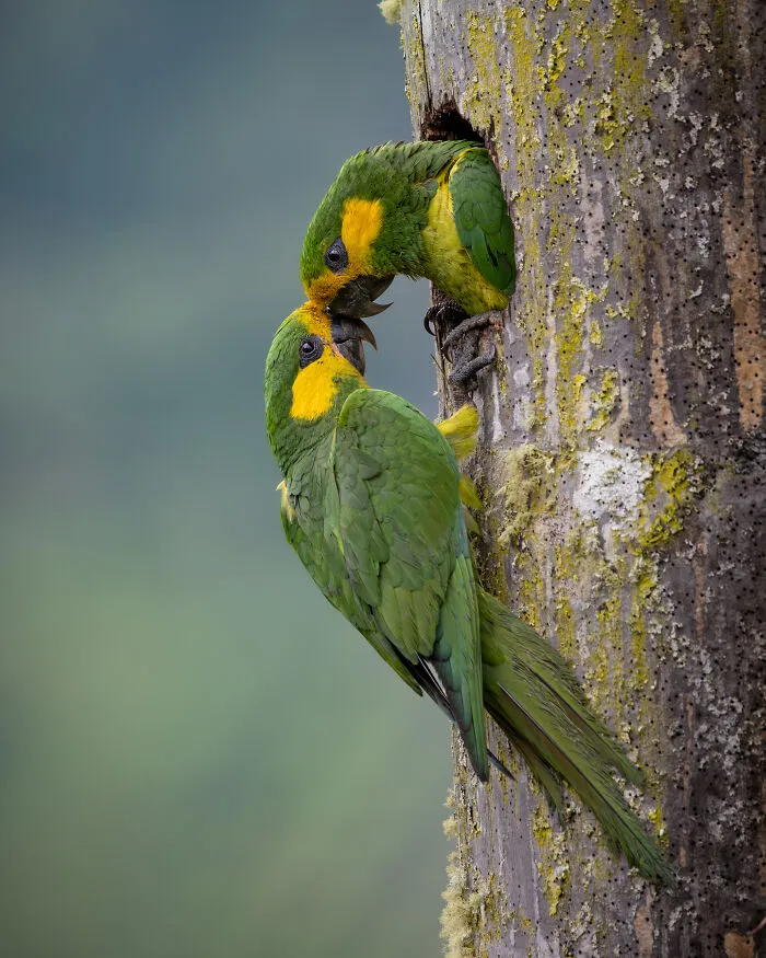 Plants For Birds Colombia, 2026 Winner: Santiago Giraldo
