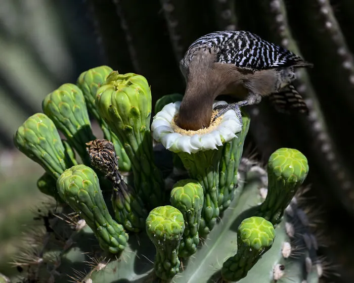 Plants For Birds, 2026 Winner: Mike Henry