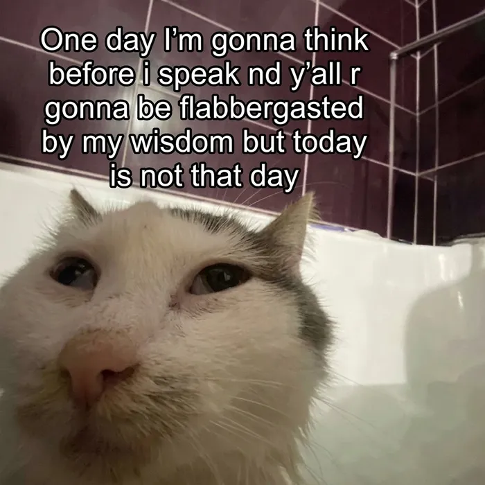 These 77 Relatable Cat Memes Are The Best Way To Start The Day With A Smile