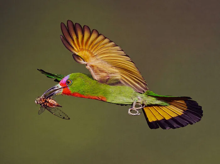 Abejaruco barbirrojo, de Graeme Guy