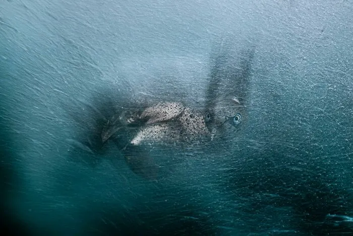 Silver, Creative Perspectives: Turbulence By Henley Spiers