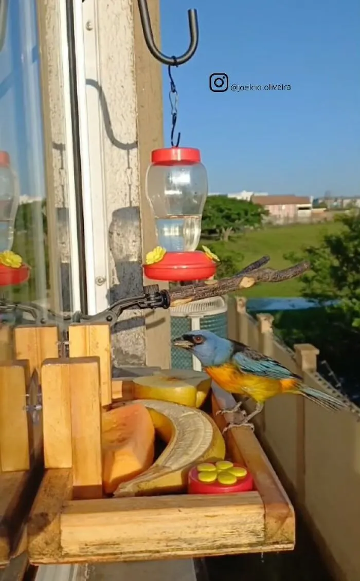 This Man Created A Little “Bird Canteen” By His Window, And 21 Photos Show Who Stopped By
