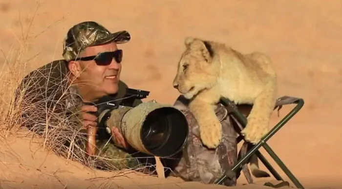 Adorable baby lion cub leaning on a photographer in the desert, showcasing adorable animals.
