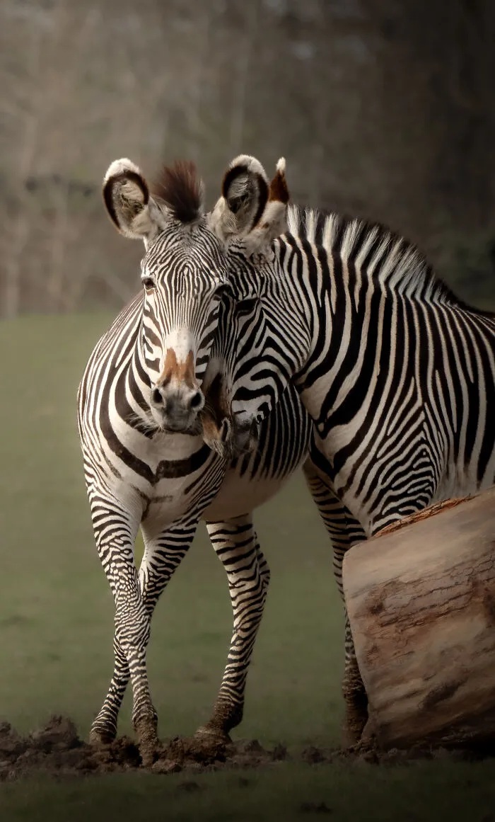 “Striped Affection” By Shae Crawley