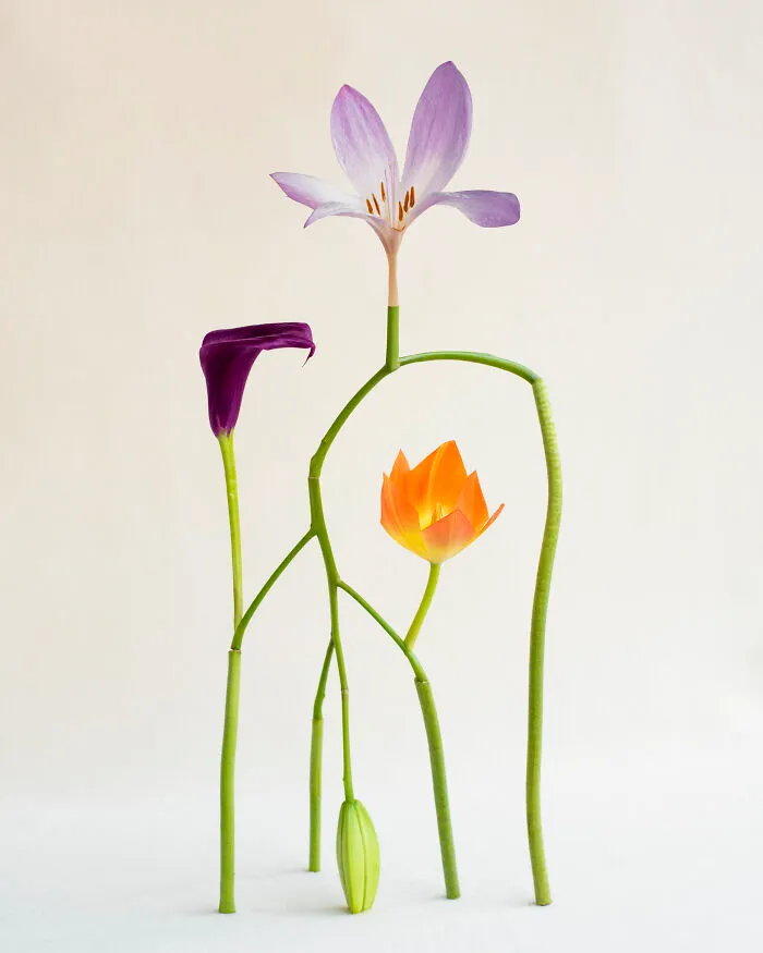 Shapeshifter No.9