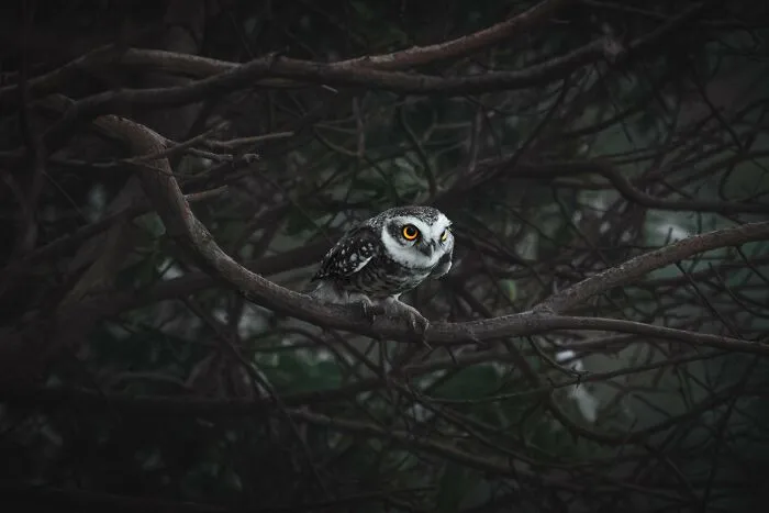 Itap Of An Owl