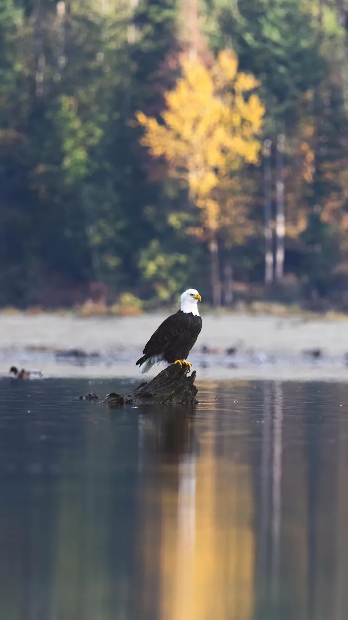 Itap Of A Bald Eagle
