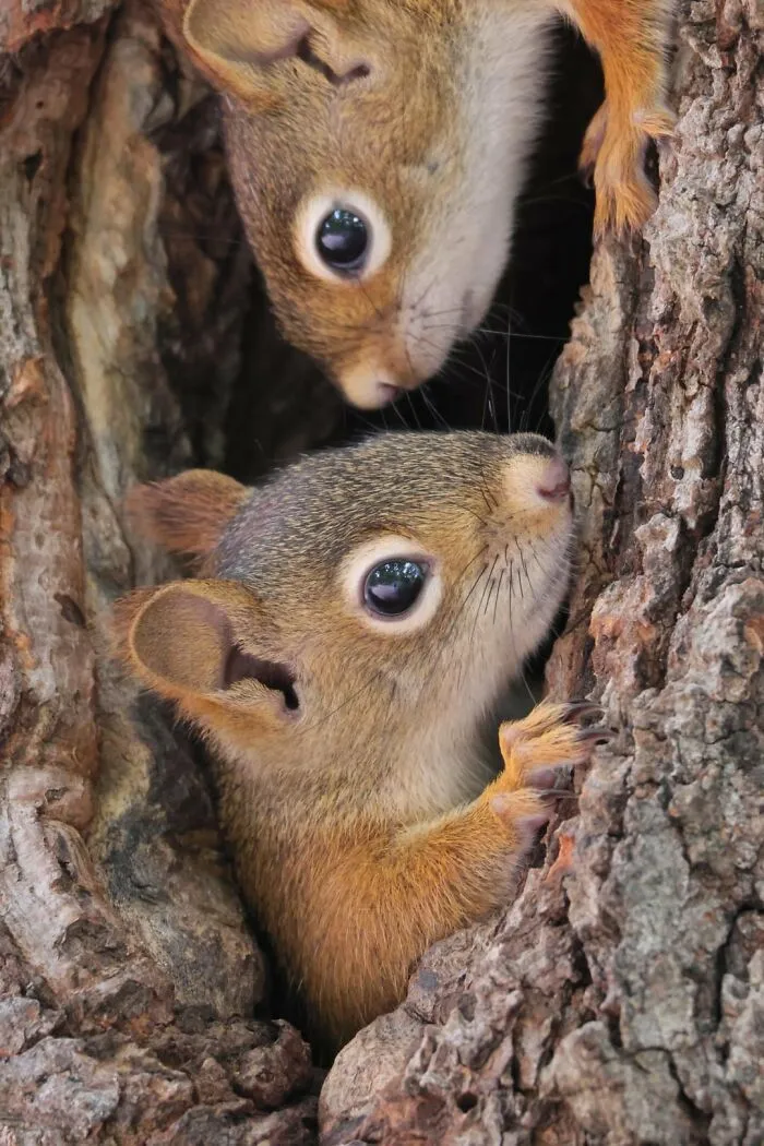 Itap Of Young Red Squirrels In A Tree