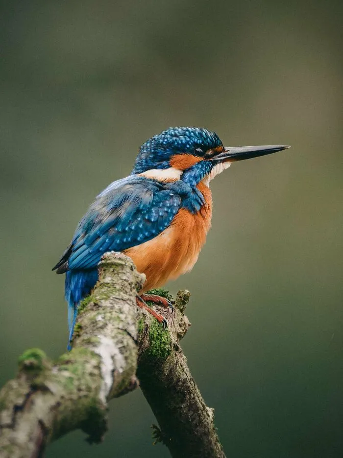 Itap Of A Kingfisher