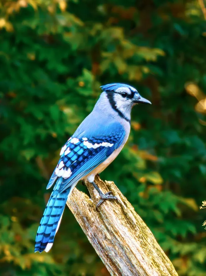 Itap Of A Blue Jay