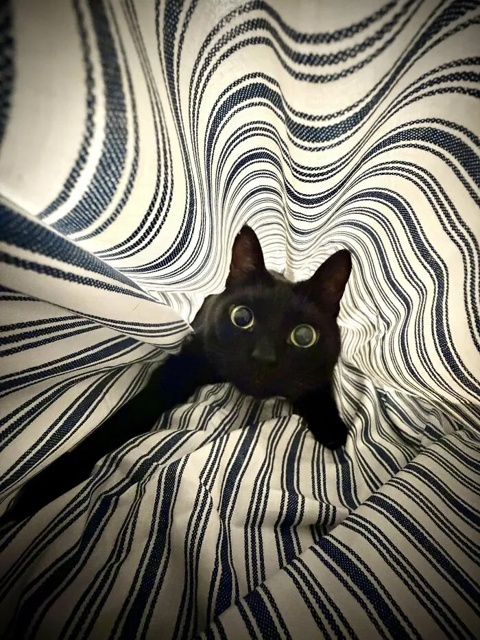Itap Of Cat While Trying To Make The Bed
