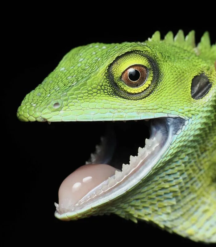 Itap Of A Lizard