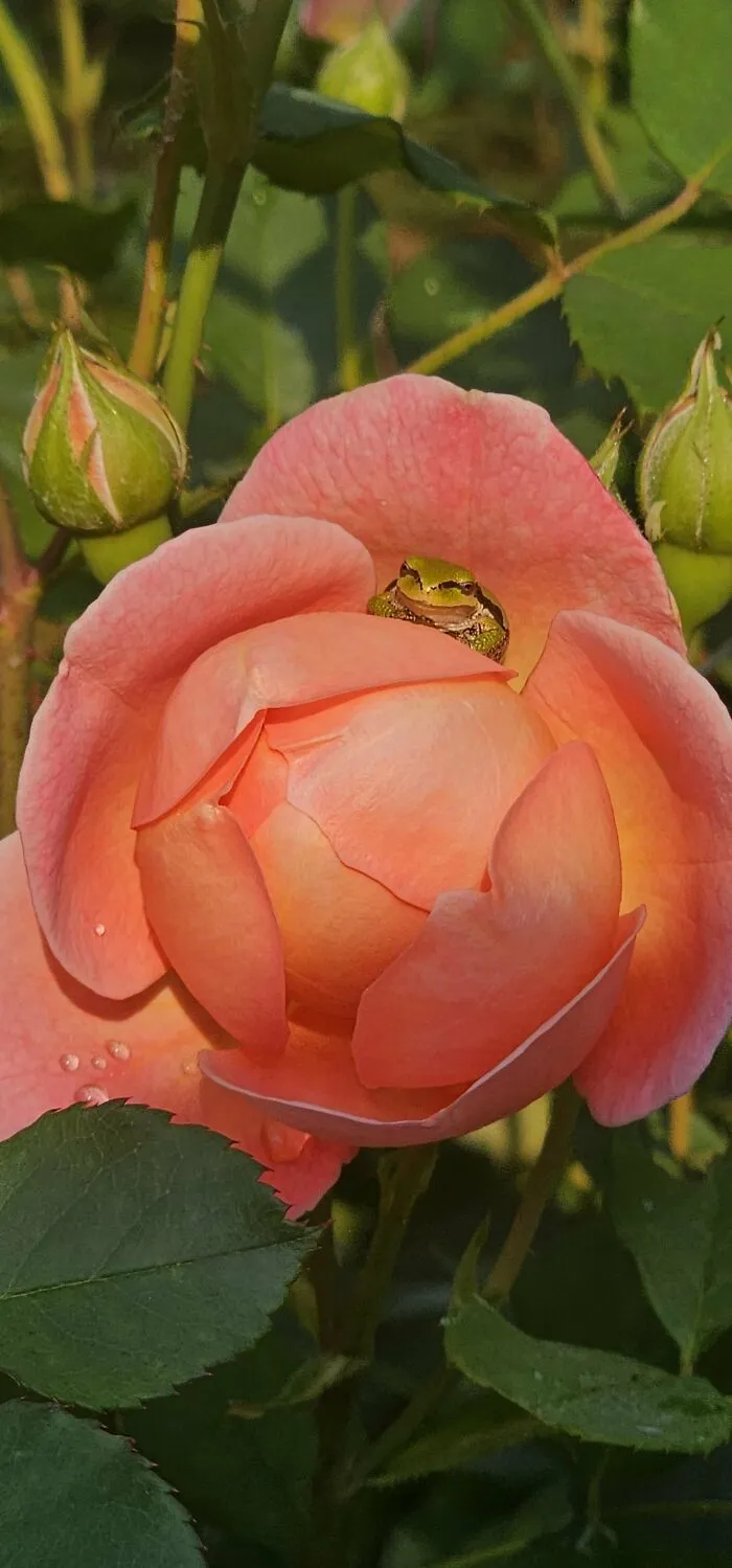 Itap Of A Tiny Frog Sitting In A Rose