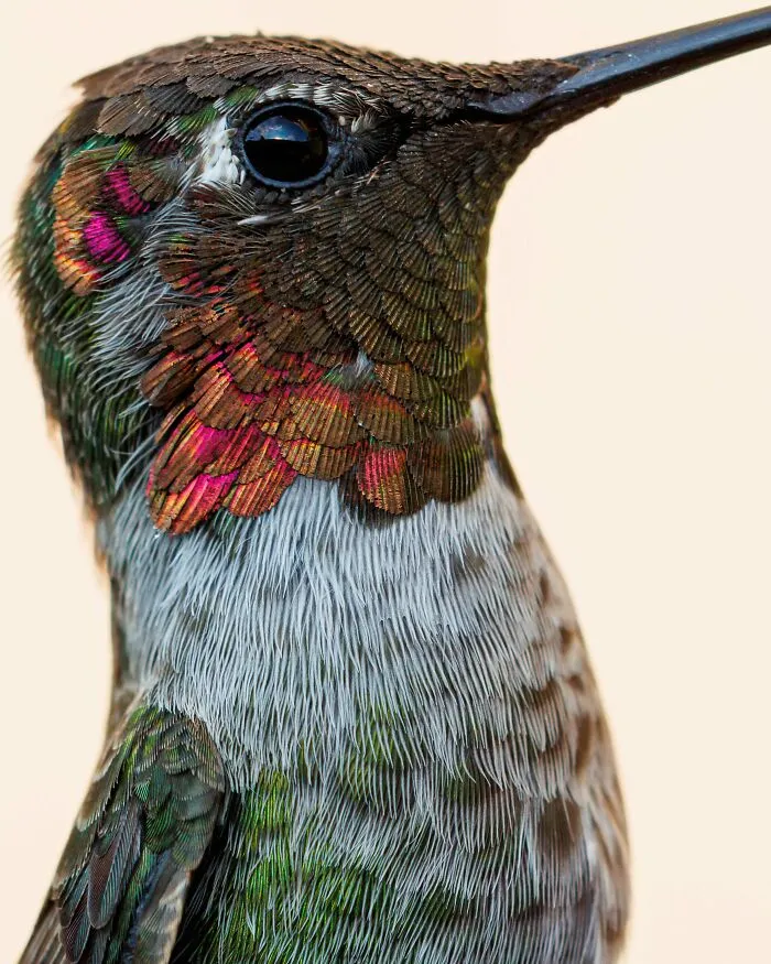 Itap Of An Anna’s Hummigbird