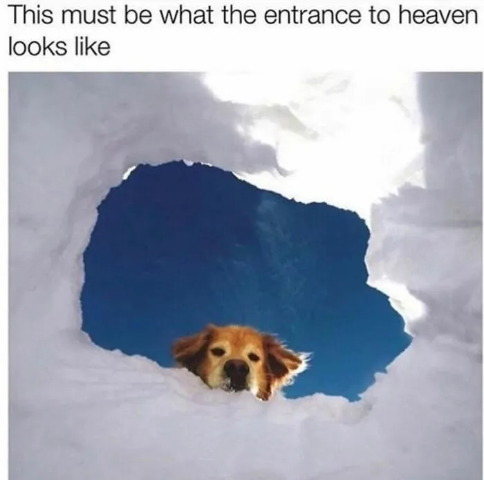 76 Funny Jokes Shared By The “Spicy Dog Memes” Page That Dog Owners Might Instantly Relate To