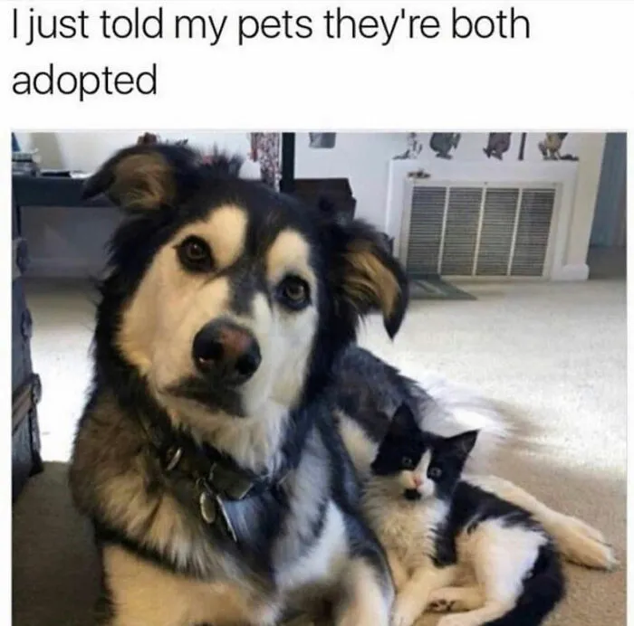 76 Funny Jokes Shared By The “Spicy Dog Memes” Page That Dog Owners Might Instantly Relate To