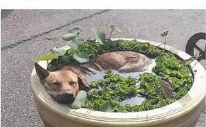 76 Funny Jokes Shared By The “Spicy Dog Memes” Page That Dog Owners Might Instantly Relate To