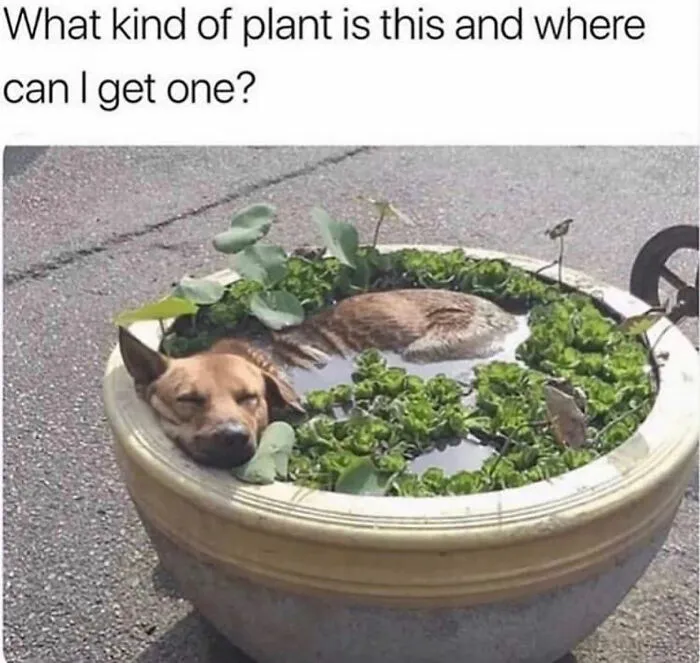 These Dog Memes Prove Our Four-Legged Friends Are Naturally Born Comedians (70 Pics)