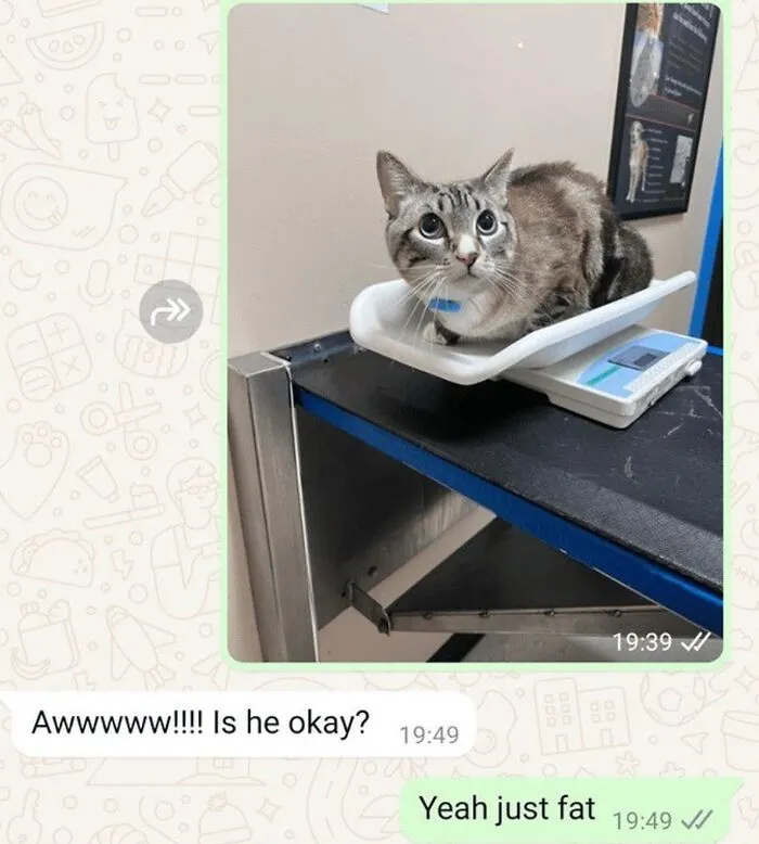 “Of Course Cats”: 70 Hilarious Memes For Every Mood