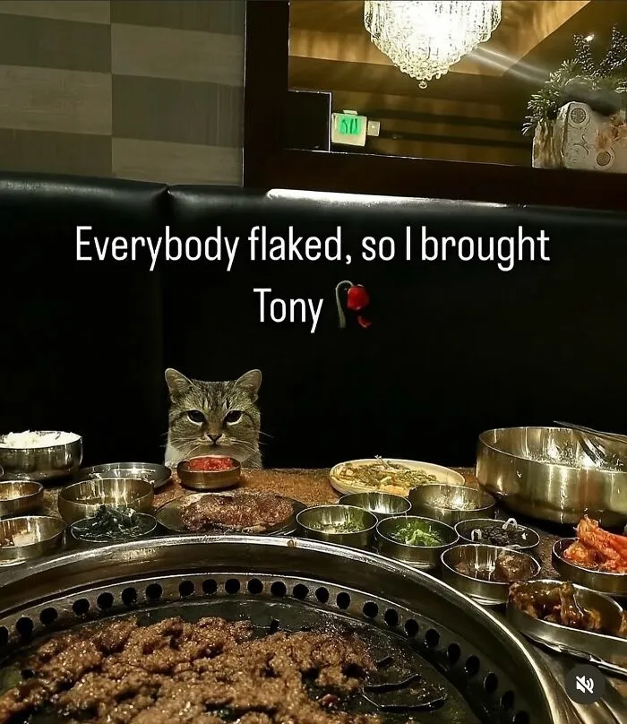“Of Course Cats”: 70 Hilarious Memes For Every Mood