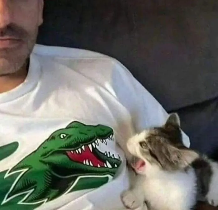 70 Funny Posts From The “Of Course Cats” Page