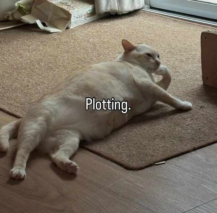 “Of Course Cats”: 70 Hilarious Memes For Every Mood
