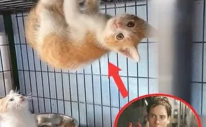 70 Funny Posts From The “Of Course Cats” Page