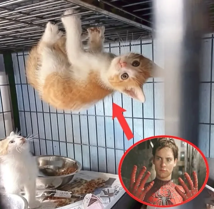 This Cat Meme Page Turns Everyday Chaos Into Feline Comedy, And Here Are Some Of Its Funniest Posts (50 Pics)