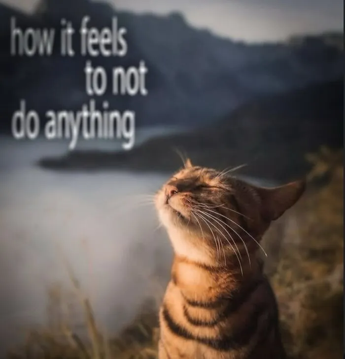 “Of Course Cats”: 70 Hilarious Memes For Every Mood