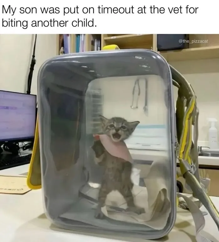 “Of Course Cats”: 70 Hilarious Memes For Every Mood