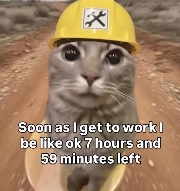 “Of Course Cats”: 70 Hilarious Memes For Every Mood