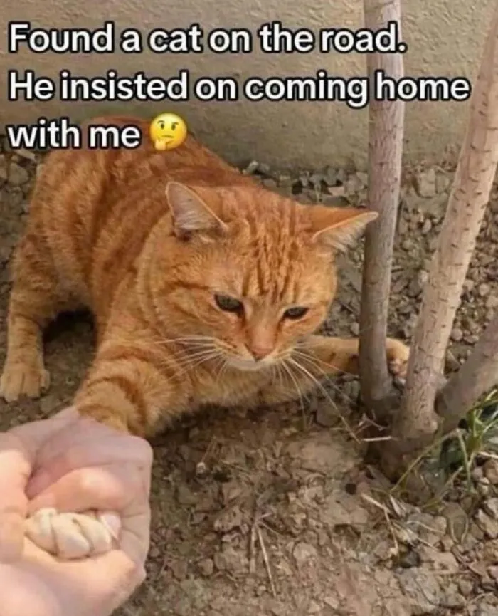 “Of Course Cats”: 70 Hilarious Memes For Every Mood