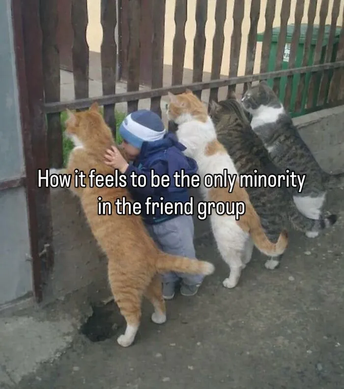 70 Funny Posts From The “Of Course Cats” Page