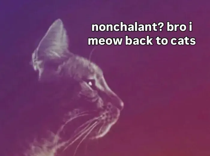 “Of Course Cats”: 70 Hilarious Memes For Every Mood