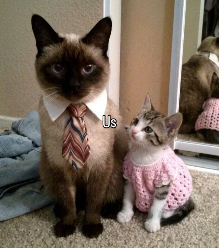 “Of Course Cats”: 70 Hilarious Memes For Every Mood
