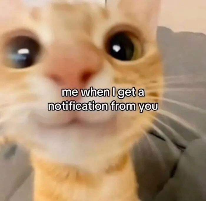 “Of Course Cats”: 70 Hilarious Memes For Every Mood