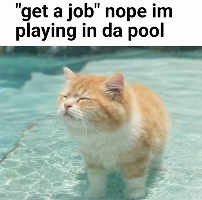 “Of Course Cats”: 70 Hilarious Memes For Every Mood