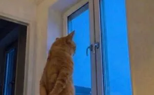 70 Funny Posts From The “Of Course Cats” Page