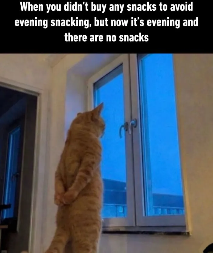 “Of Course Cats”: 70 Hilarious Memes For Every Mood