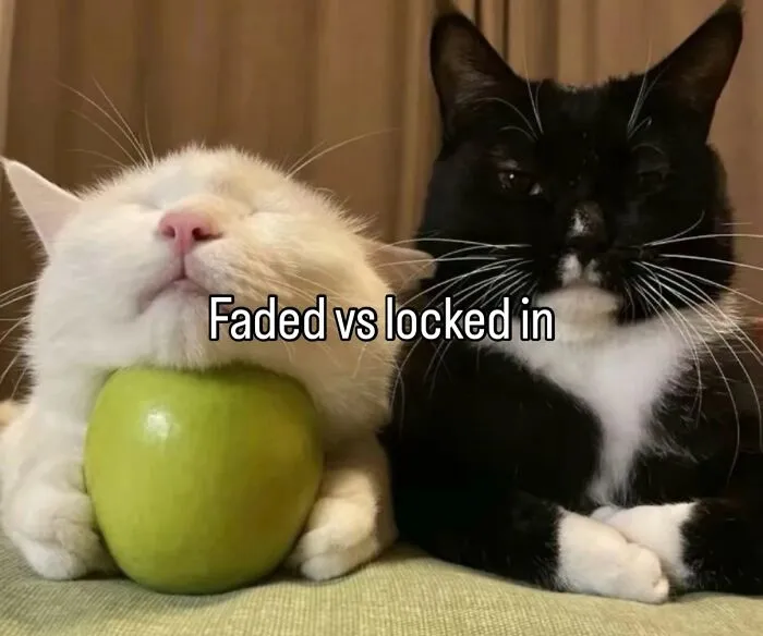 70 Funny Posts From The “Of Course Cats” Page