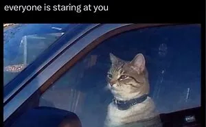 70 Funny Posts From The “Of Course Cats” Page