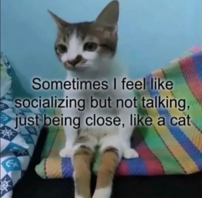 This Cat Meme Page Turns Everyday Chaos Into Feline Comedy, And Here Are Some Of Its Funniest Posts (50 Pics)